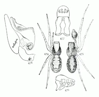 Emblyna sublata