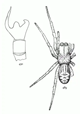 Callobius bennetti