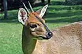 Duiker