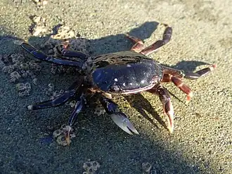 Hemigrapsus sexdentatus