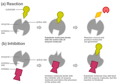 (a) Reaction: Het substraat bindt met de actieve plaats van het enzym. De reactie vindt plaats en de reactieproducten worden gevormd. (b) Inhibition: De inhibitor bindt met de inhibitorplaats van het enzym en vervormt de structuur van de actieve plaats. Het substraat zou nog kunnen binden met het enzym, maar de reactie wordt gehinderd.