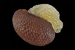 Stinkende gouwe (Chelidonium majus) met mierenbroodje.