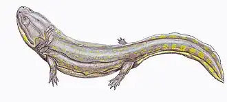 Compsocerops