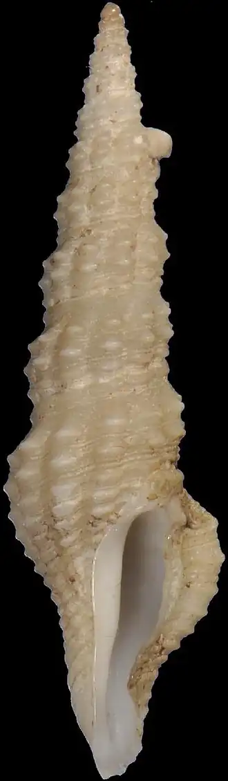 Compsodrillia tristicha