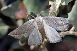 Compsoptera opacaria