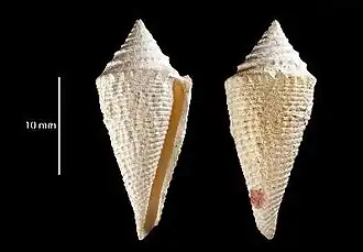 Conasprella howelli