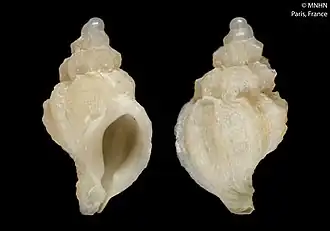 Conchatalos canalibrevis