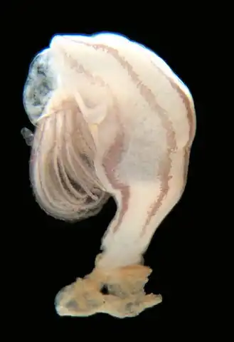 Gestreepte eendemossel