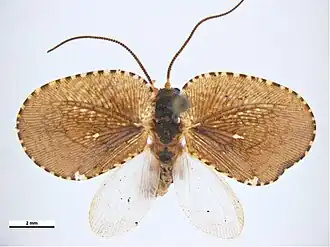 Conchopterella