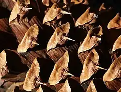 Detail van de stekelige uiteindes op een kegel van bristlecone pine, waaraan de soort haar naam dankt.