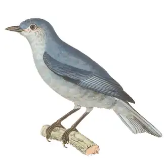 Parelborstspitssnavel