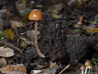 Donzig breeksteeltje