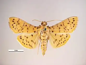 Japanse dennenlichtmot