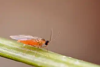 Contarinia pseudotsugae