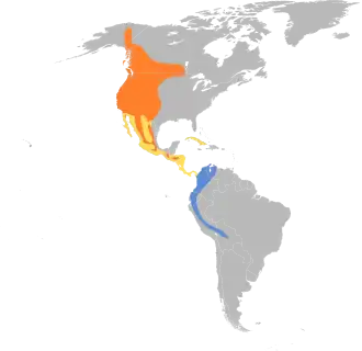 Westelijke bospiewie
