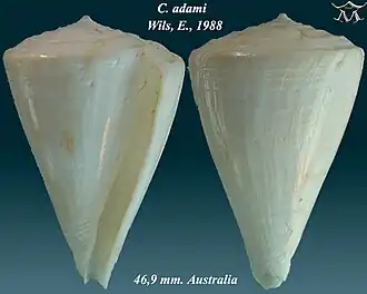 Conus adami