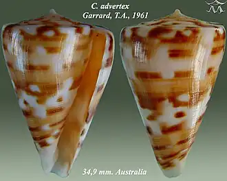 Conus advertex
