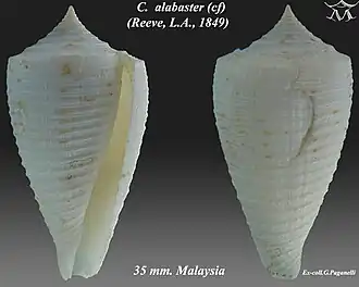 Conus alabaster