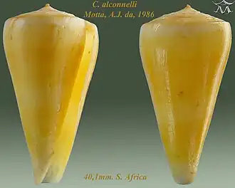 Conus alconnelli