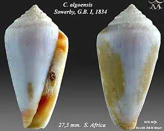 Conus algoensis