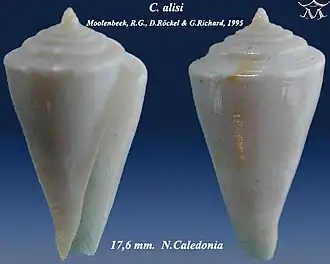 Conus alisi