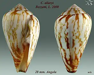 Conus allaryi