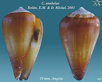Conus anabelae