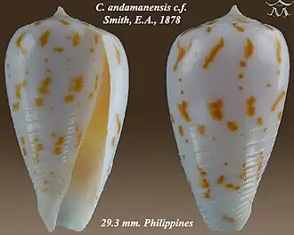 Conus andamanensis
