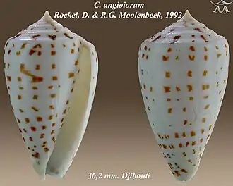 Conus angioiorum