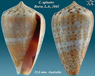 Conus aplustre