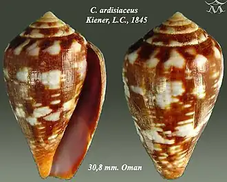 Conus ardisiaceus