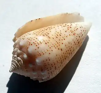 Conus arenatus