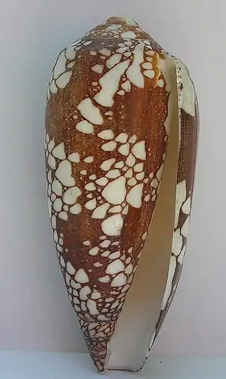 Conus aulicus