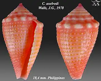 Conus axelrodi