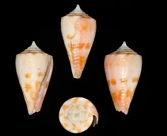 Conus binghamae