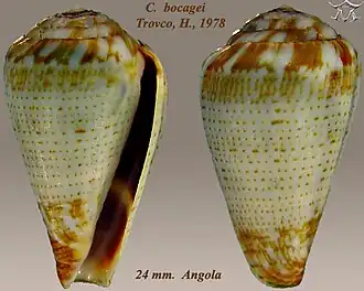 Conus bocagei