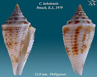Conus boholensis