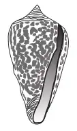 Conus borgesi