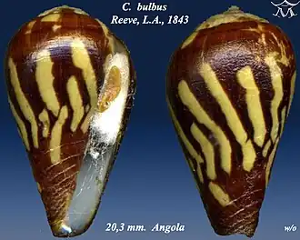 Conus bulbus
