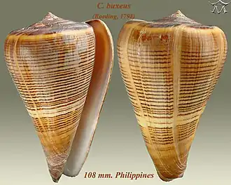 Conus buxeus