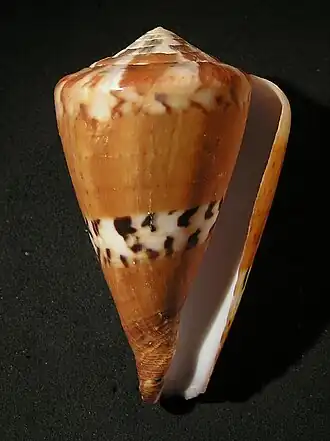 Conus capitaneus