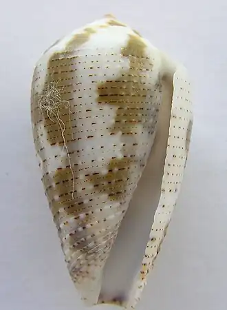 Conus catus