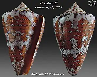Conus cedonulli