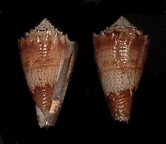 Conus chiangi