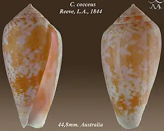 Conus cocceus