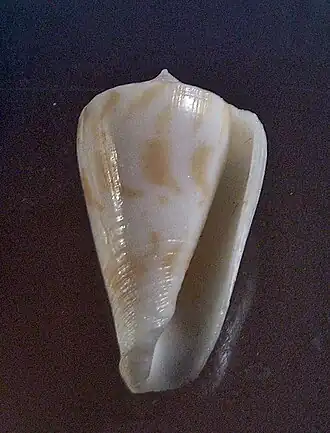 Conus colmani