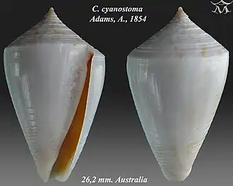Conus cyanostoma