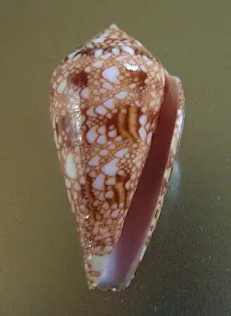 Conus dalli