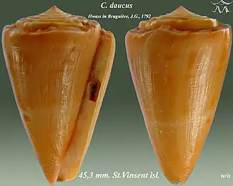 Conus daucus