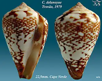 Conus delanoyae